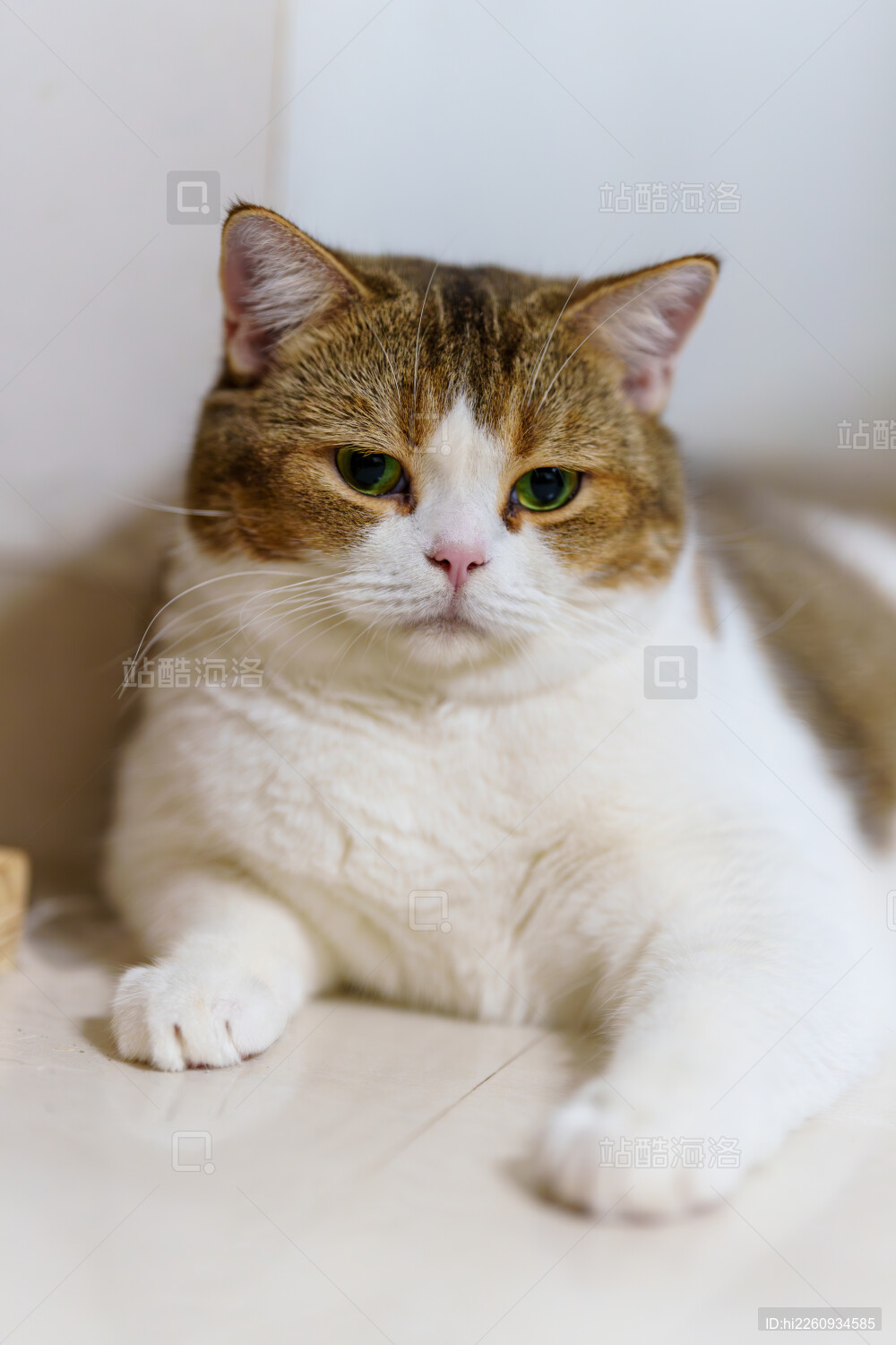 呆萌可爱的棕白猫咪