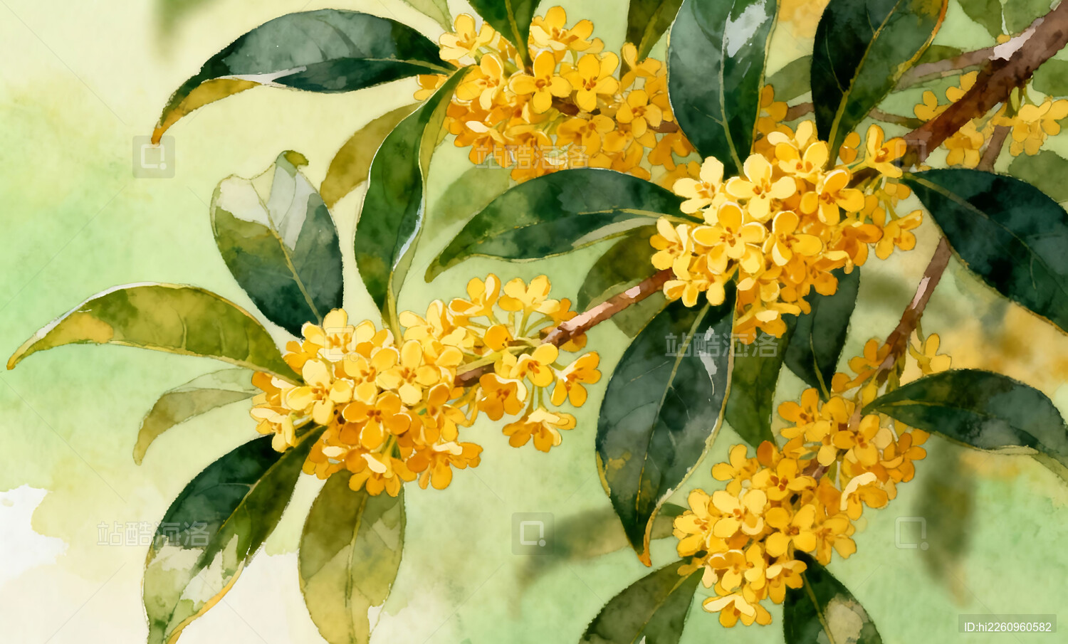 秋天桂花树桂花开放写实插画背景壁纸