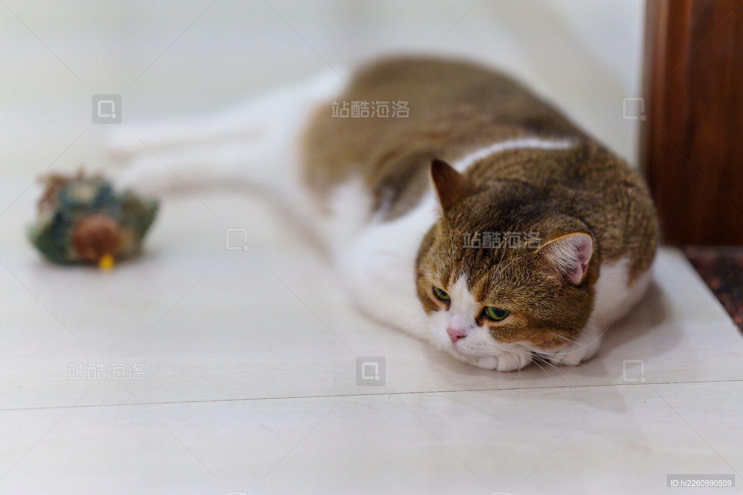 呆萌可爱的棕白猫咪