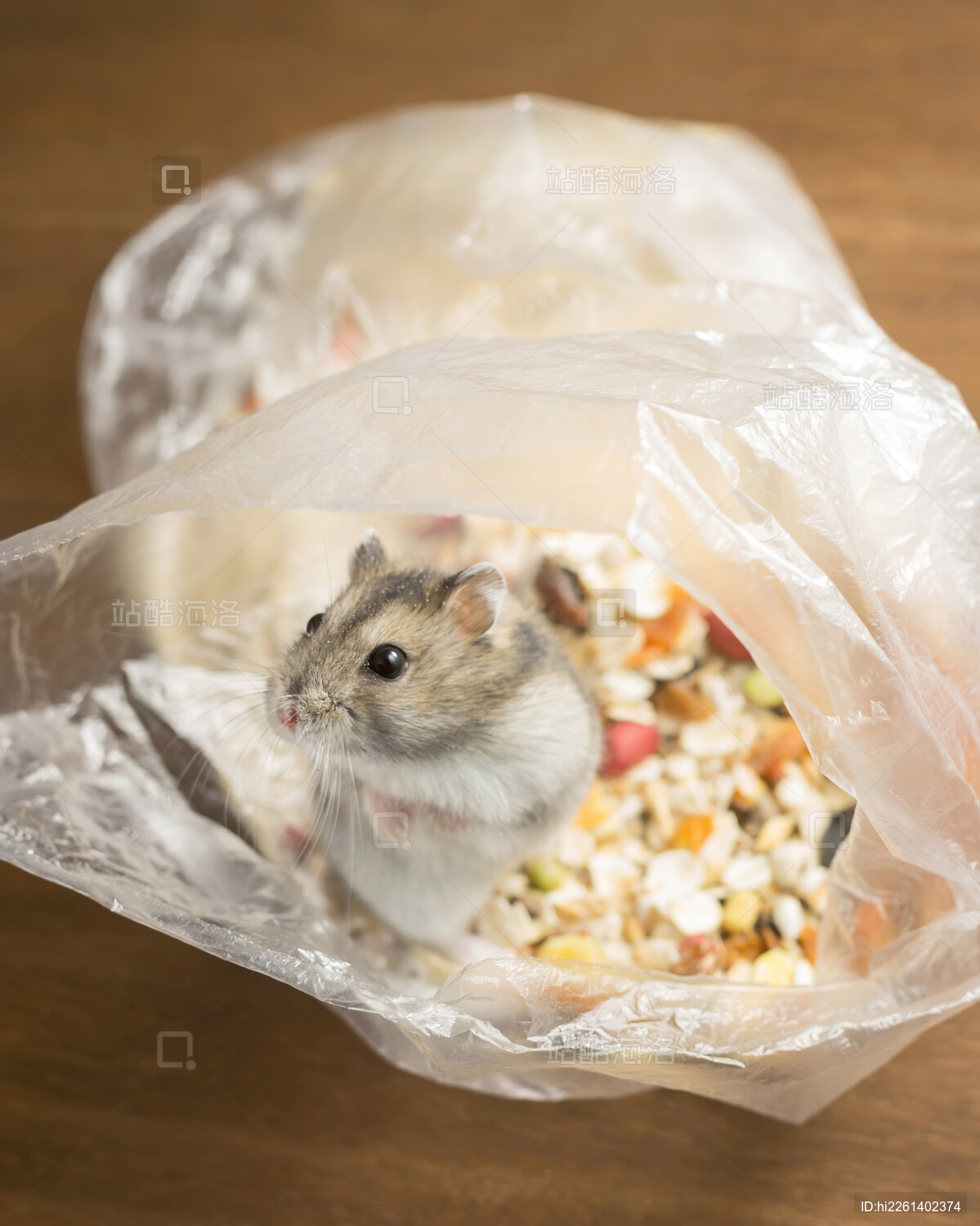 小仓鼠零食袋里探出头