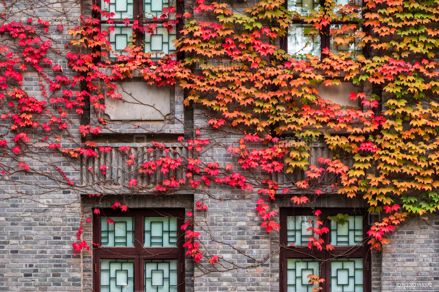 秋天南京总统府景区花窗边的爬墙虎