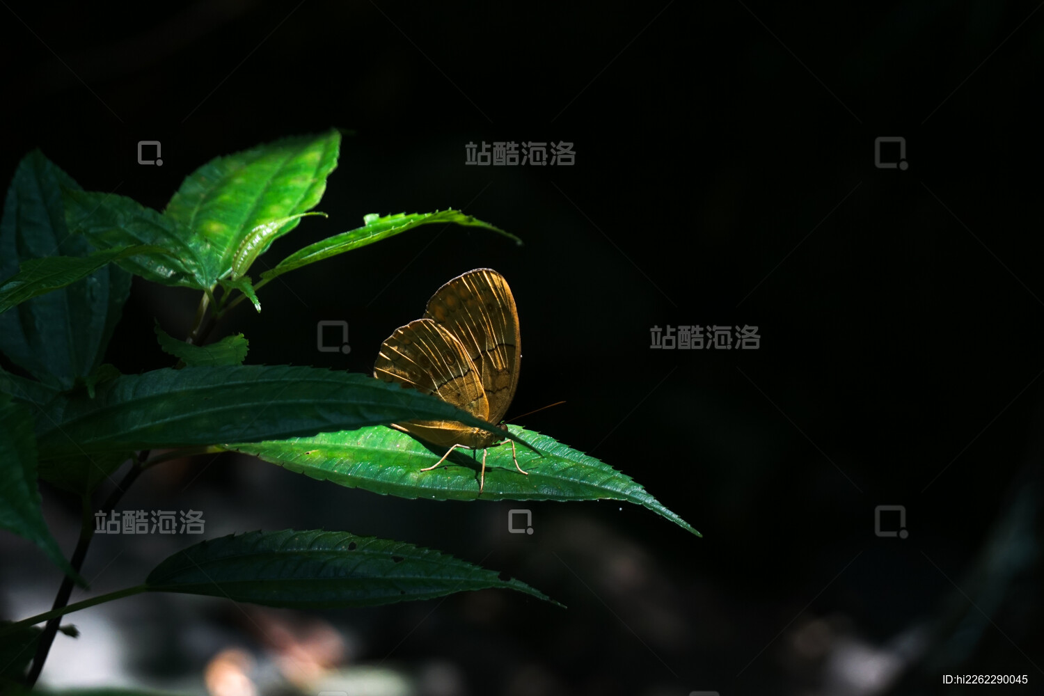 雅安瓦屋山明暗交错光线下树叶上的蝴蝶