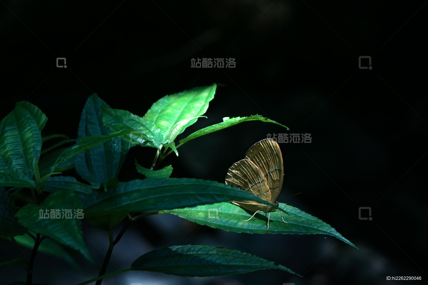 雅安瓦屋山明暗交错光线下树叶上的蝴蝶