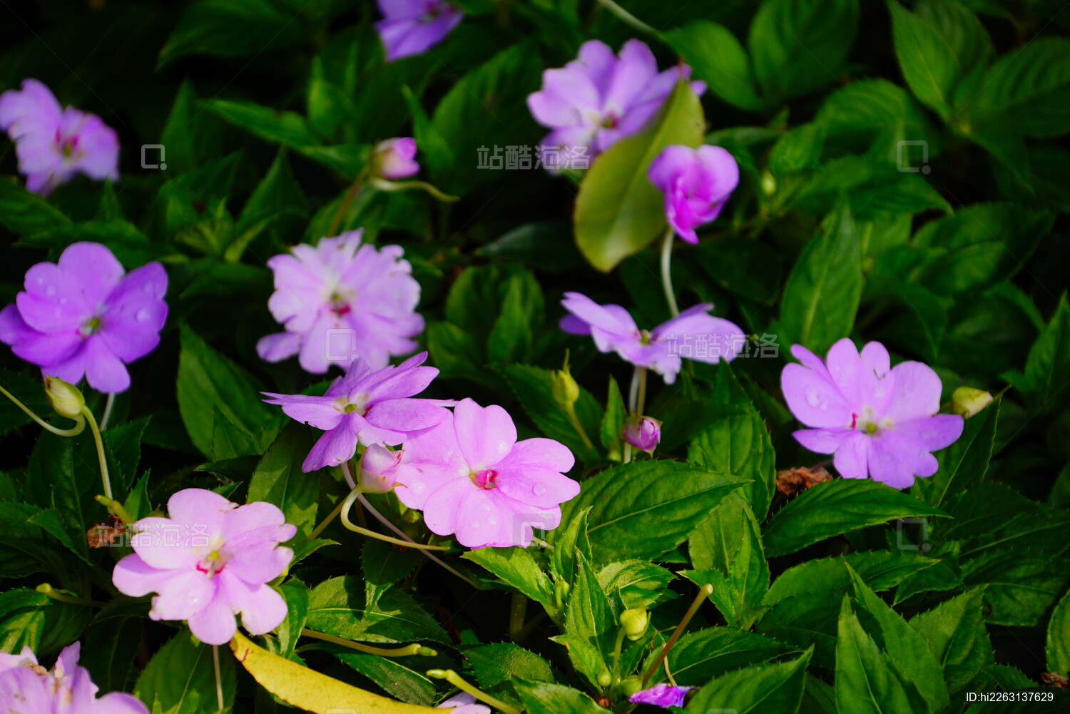 明暗相间的粉色花朵