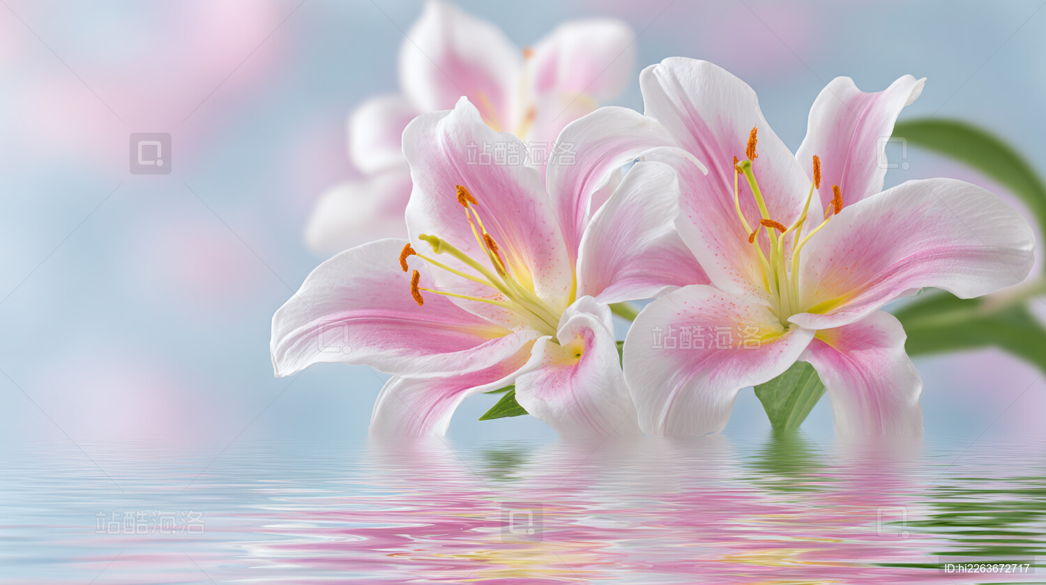 粉色百合花水面倒影