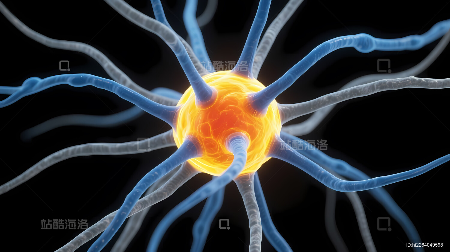 橙黄神经元与蓝白突触