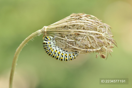 金凤蝶幼虫 - 站酷海洛正版图片, 视频, 音乐素材交易平台