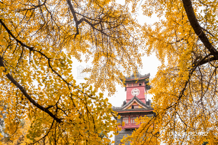 四川大学华西医学院钟楼和银杏