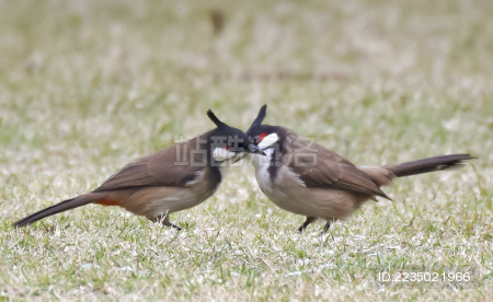 长焦拍摄两只红耳鹎
