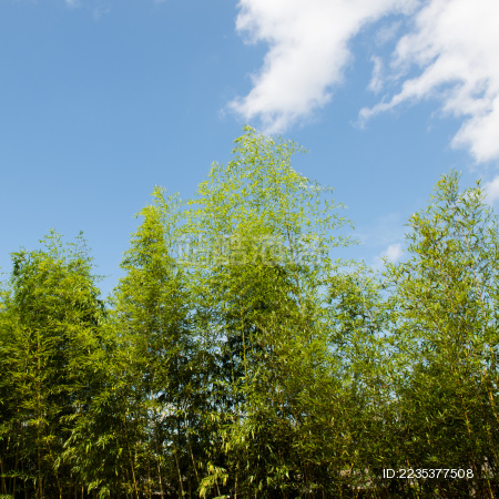 新鲜的绿色竹子在湛蓝的天空背景.