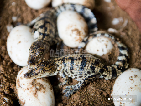 小鳄鱼宝宝从卵孵化盛期