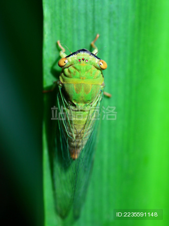 绿叶上的薄翅蝉
