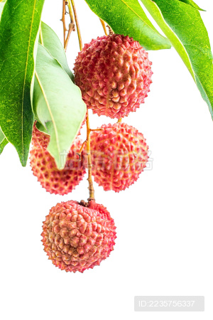 一串新鲜的红荔枝悬空在白背景上