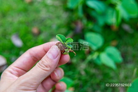 发芽的洋紫荆种子