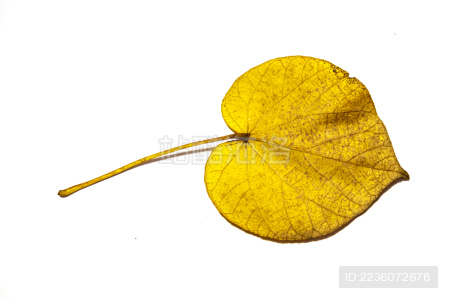 黄色落叶 树叶 叶柄