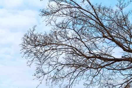 冬天落叶后的树枝