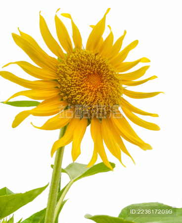 白色背景上的一株向日葵