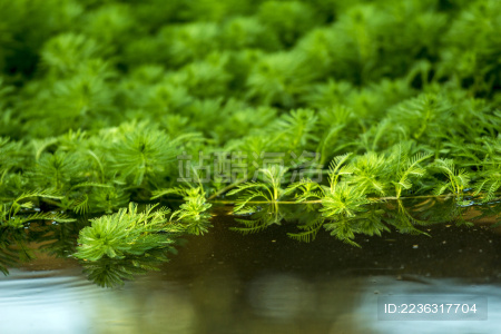 翠绿蓬盛的水草