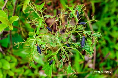 昆虫短翅豆芫菁