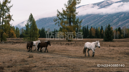 中国新疆的牧场自然风光