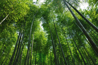 竹林 一片 仰拍 仰视