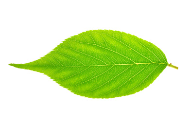 linden leaf isolated on a white background_站酷海洛_正版图片