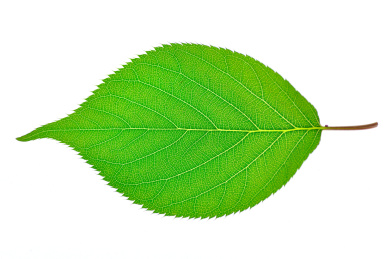linden leaf isolated on a white background