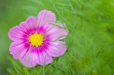 近摄一朵波斯菊 一朵