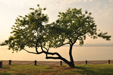 一棵西湖边的桃树
