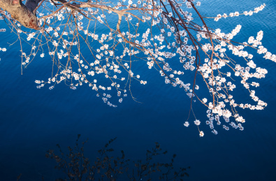 开满花的桃树倒垂湖中