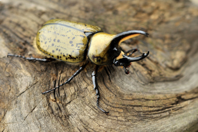 墨西哥白兜虫 甲虫