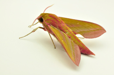 红天蛾 蛾子 天蛾