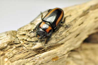 黄纹锹甲(母虫) 锹甲