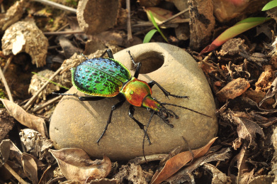 拉步甲 二级保护昆虫