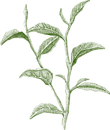 茶树 手绘 背景 绘图