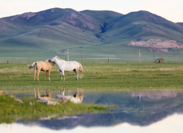 锡林郭勒盟的马