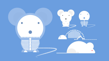 试验小白鼠骨骼解剖矢量素材