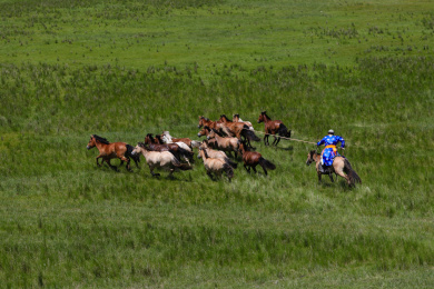 套马的蒙古族人