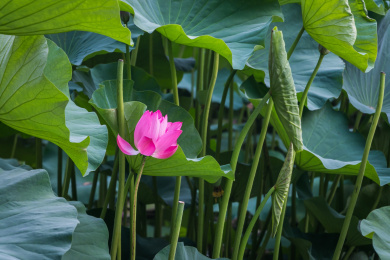 荷花
