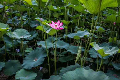 荷花