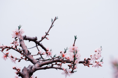 桃花
