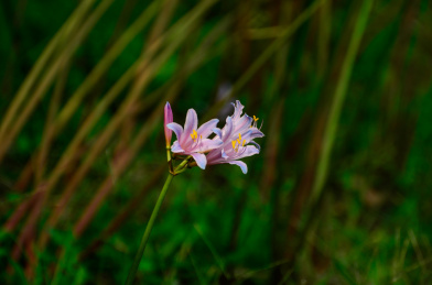 百合花
