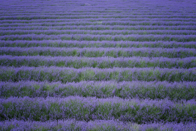 熏衣草