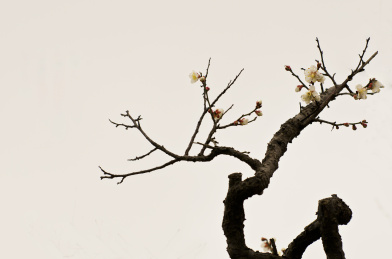 老梅枝 植物 花 花卉