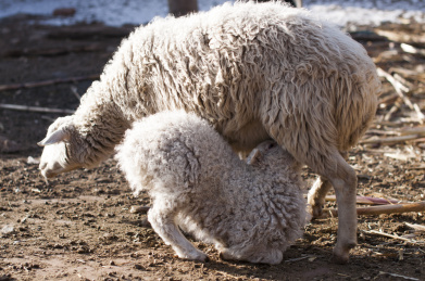 羔羊跪乳/山西古村