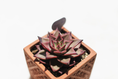 多肉植物罗密欧