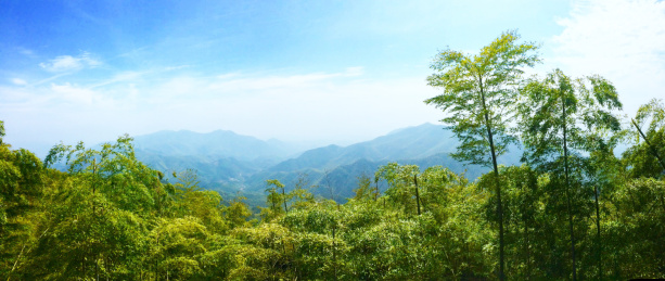 高山竹海