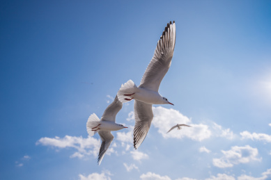 海鸥，云南昆明，红嘴鸥