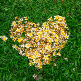 心形的花
