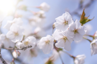 Beautiful White Flowers